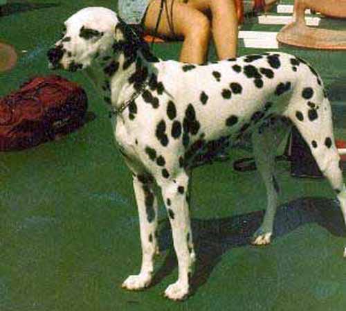 Caesands Dixie | Dalmatian 