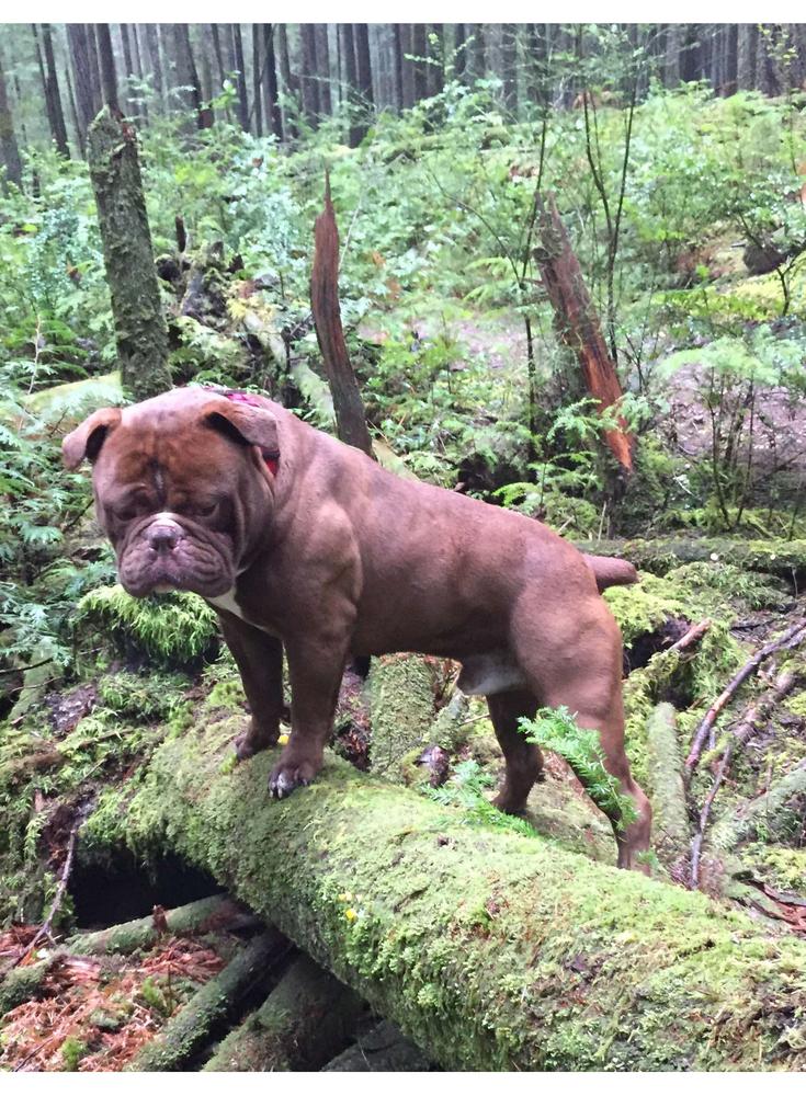 Evolution's Brody | Olde English Bulldogge 