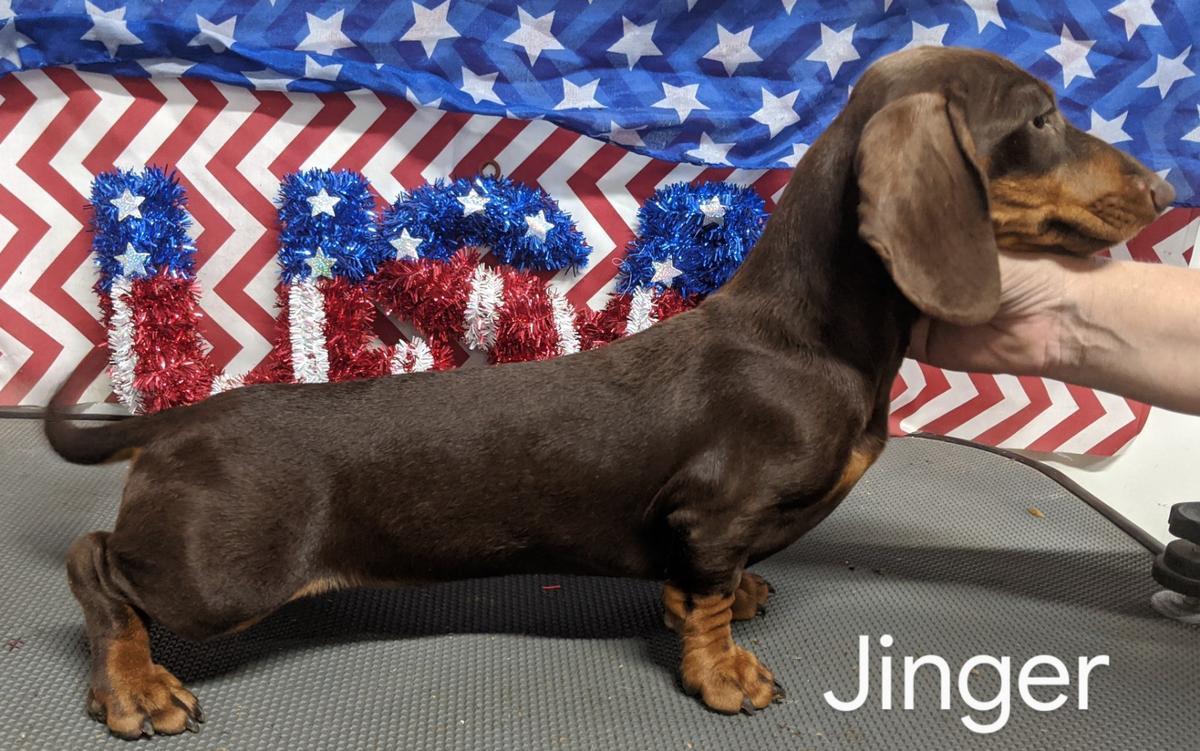 HR I Know Lady Jinger MS | Dachshund 