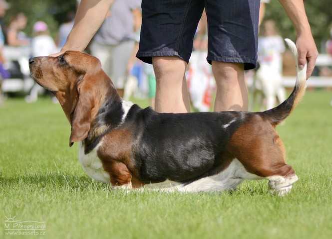 Riva Lady Barnett's | Basset Hound 