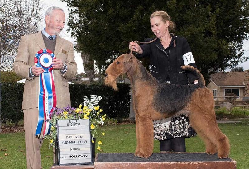 Joval Diamond in the Sky | Airedale Terrier 