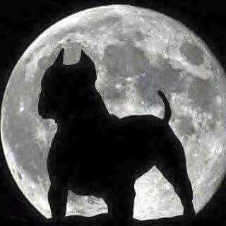 Shock NA do American Lopes | American Staffordshire Terrier 