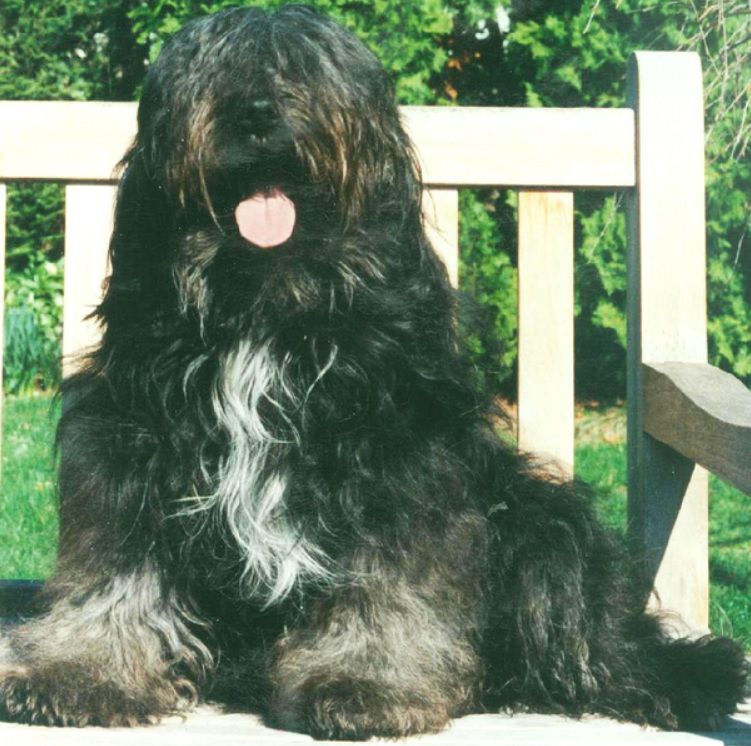 TING LONG SHIN'S QUO TAI-CHI | Tibetan Terrier 