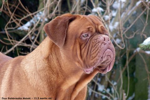 Zoya Bialobrzeskie Moloski | Dogue de Bordeaux 