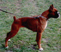HORATIA VOM SATANSBERG | Boxer 