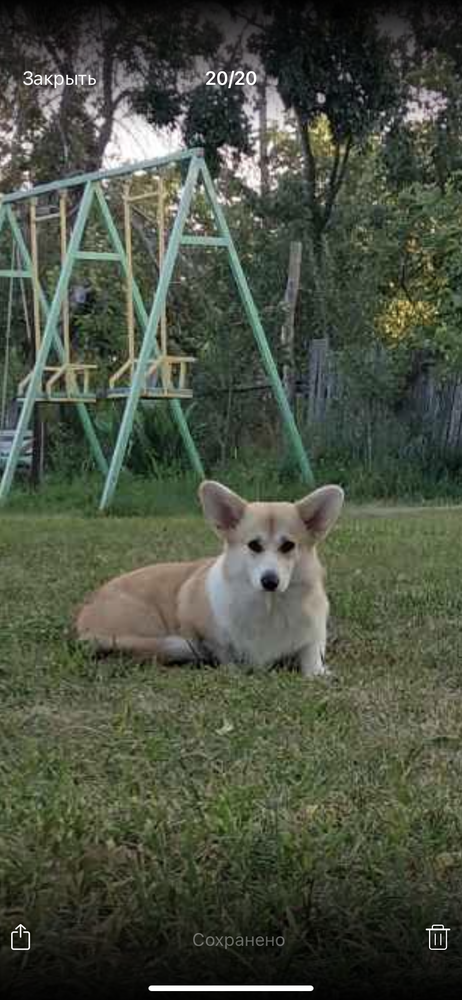 Always Pretty Living Emotions | Pembroke Welsh Corgi 