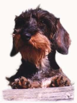 Assi vom dorfwaldchen | Dachshund 