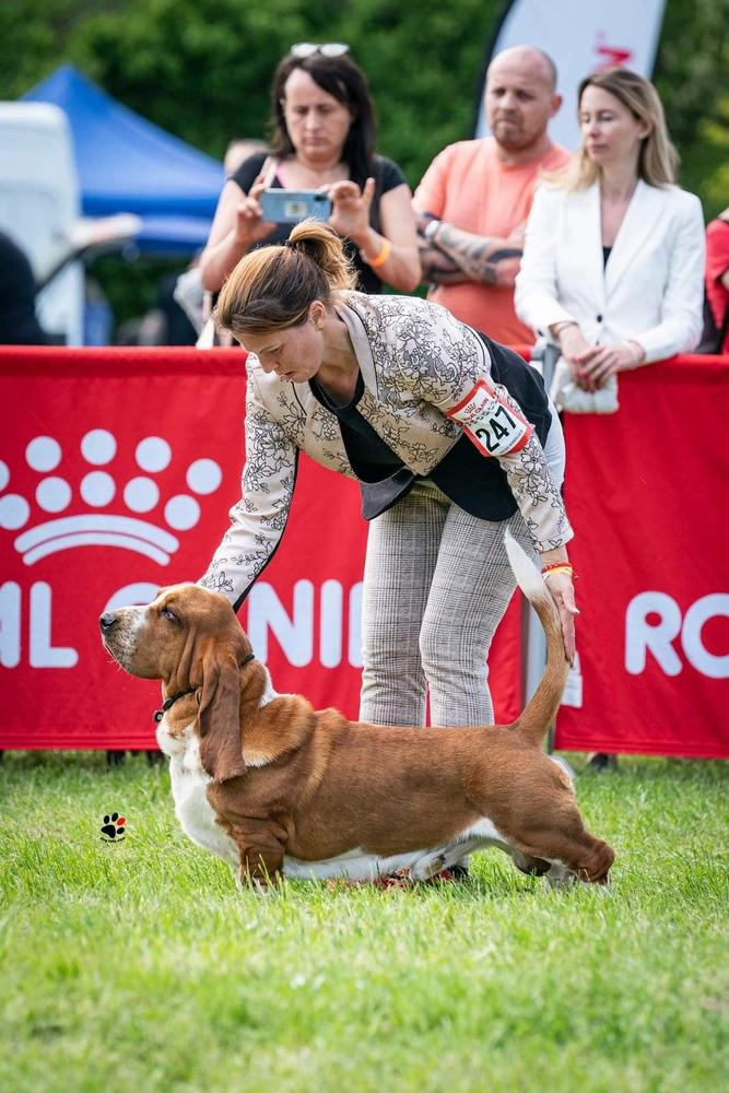 Pridebass Pentagon | Basset Hound 