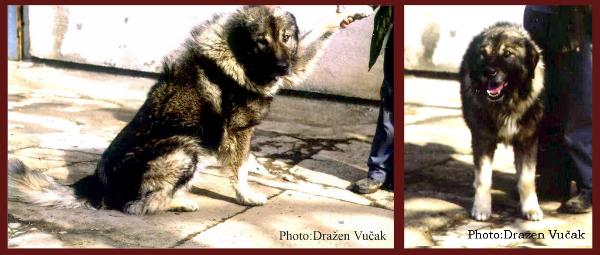 Ari | Yugoslavian Shepherd Dog-Sarplaninac 