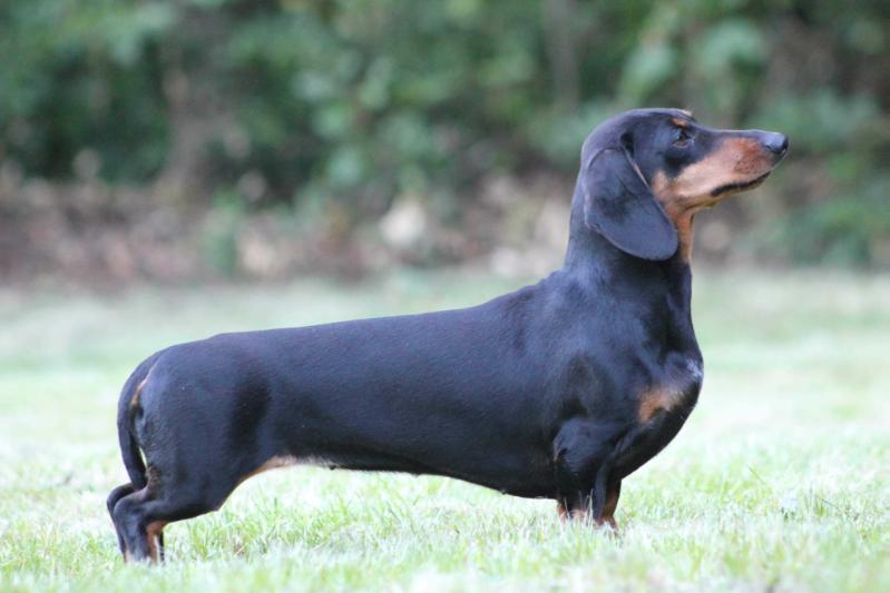 Wenke Waldschreck - anne Pichten | Dachshund 