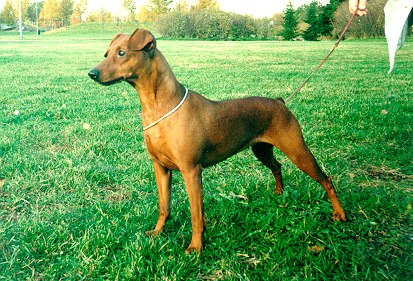 Ceriinan DUCESSA | German Pinscher 