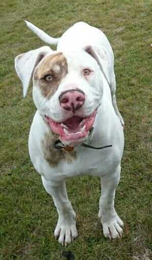 TMB's Holmes | American Bulldog 