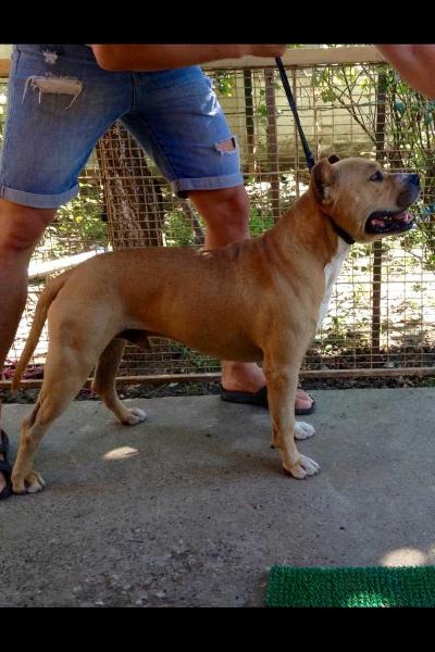 AXEL | American Staffordshire Terrier 