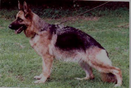 Felia vom Klostermoor | German Shepherd Dog 
