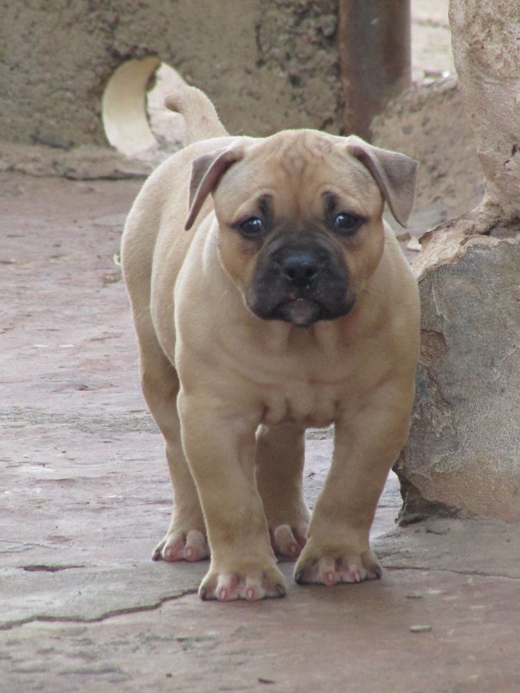 Konda Bulls Quendra | American Bulldog 