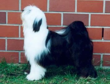 SCHANTI'S XANDRA LAMLEH | Tibetan Terrier 