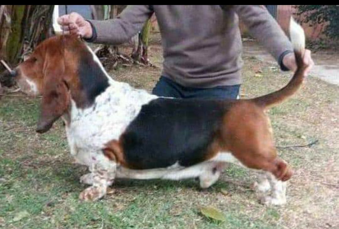 Big Long Blue's Agenor | Basset Hound 