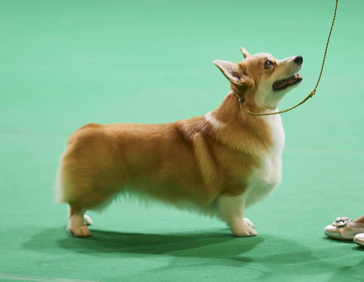 Golden Happyness Etel nb | Pembroke Welsh Corgi 