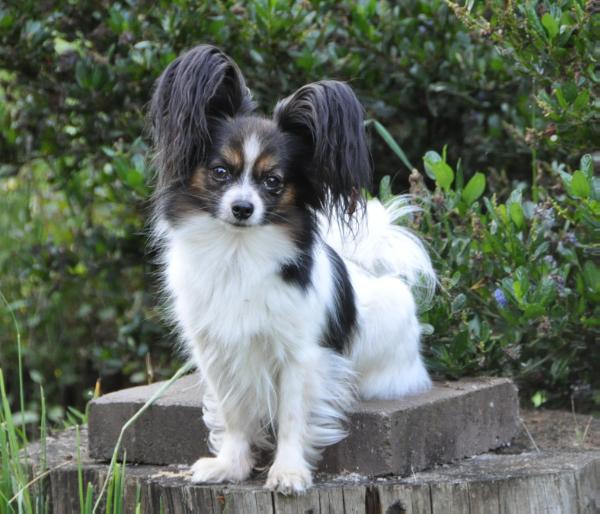 Walzing Mathilda vom Cavalierchen | Papillon 