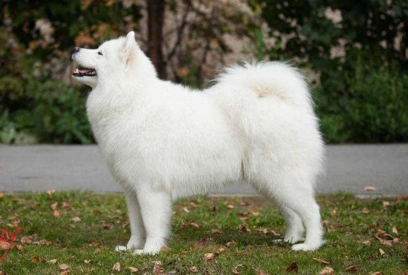 Mon Rua Artemida Polarnaja Zvesda | Samoyed 