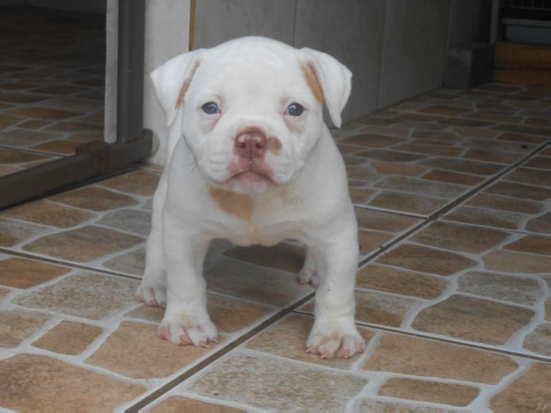 IRONHOUSE'S GRACIE | American Bulldog 