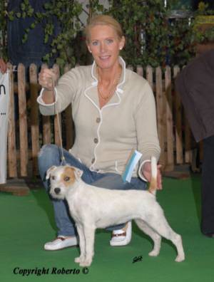 Rednock Myown Merigold | Jack Russell Terrier 