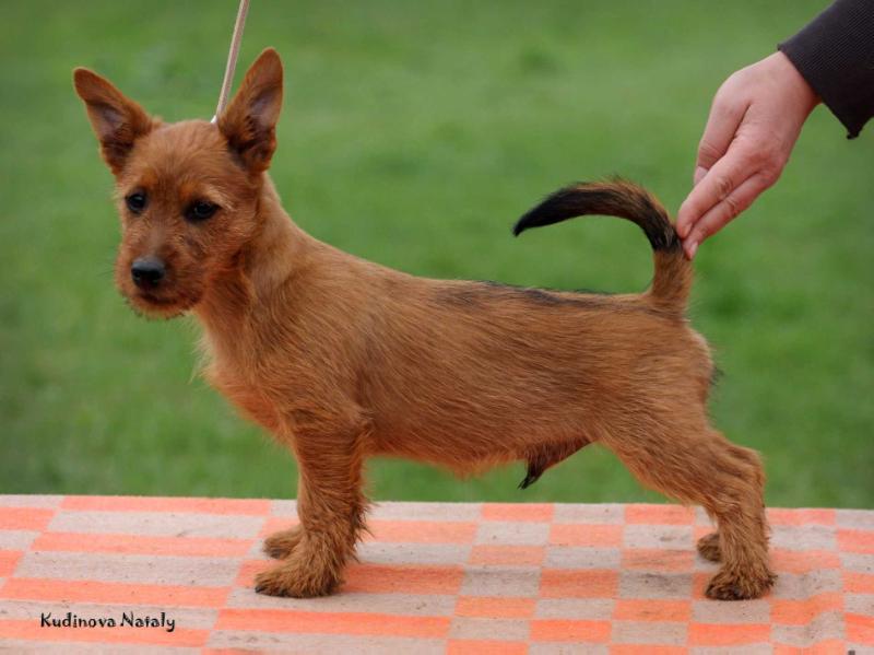 Merlin iz Zvezdnogo Grafstva | Australian Terrier 