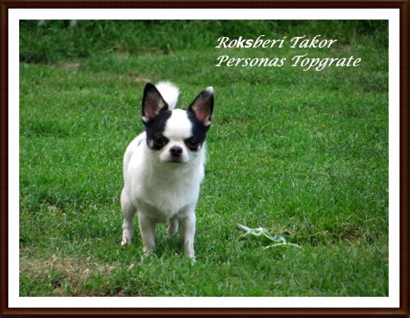 ROKSBERI TAKOR Peronans Topgrate | Chihuahua 