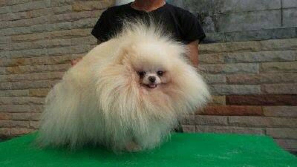 News Pomeranian Siam | Pomeranian 