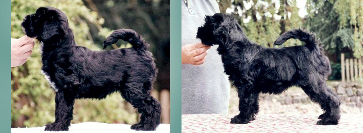 SA-RI SILGARHI LAMLEH VON NAMA-SCHU | Tibetan Terrier 