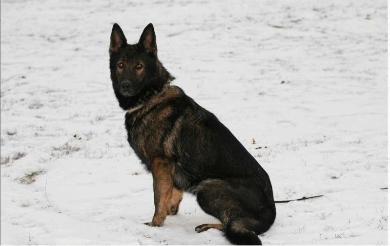 Cessy vom Zellendorfer Land | German Shepherd Dog 