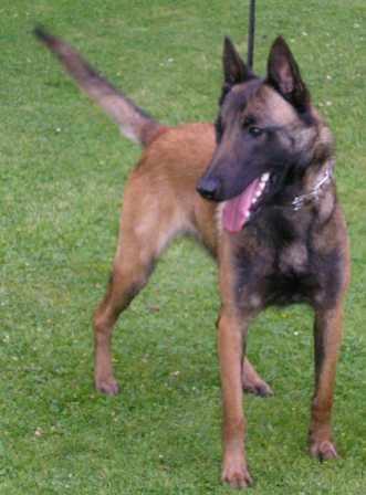 Dina van de Emmelenhoek | Belgian Malinois 