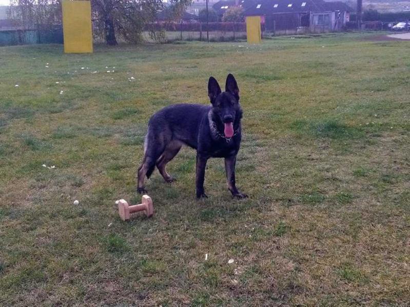 Issa z Velkooseckých zahrad | German Shepherd Dog 