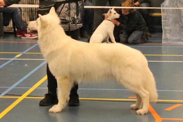 Odakota of White Energy | White Swiss Shepherd Dog 