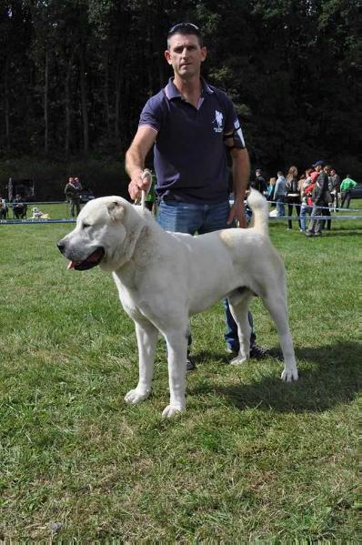 GAPLAN IZ RUSKOG IZVORA | Central Asian Shepherd Dog 