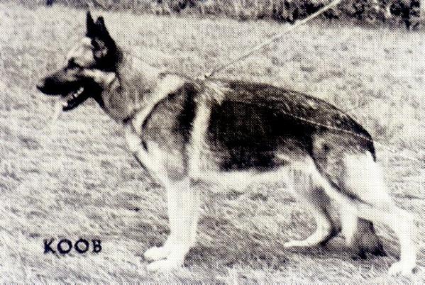 Elke von der Rosenmatt | German Shepherd Dog 