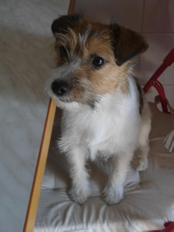 Dewin Olympia | Jack Russell Terrier 