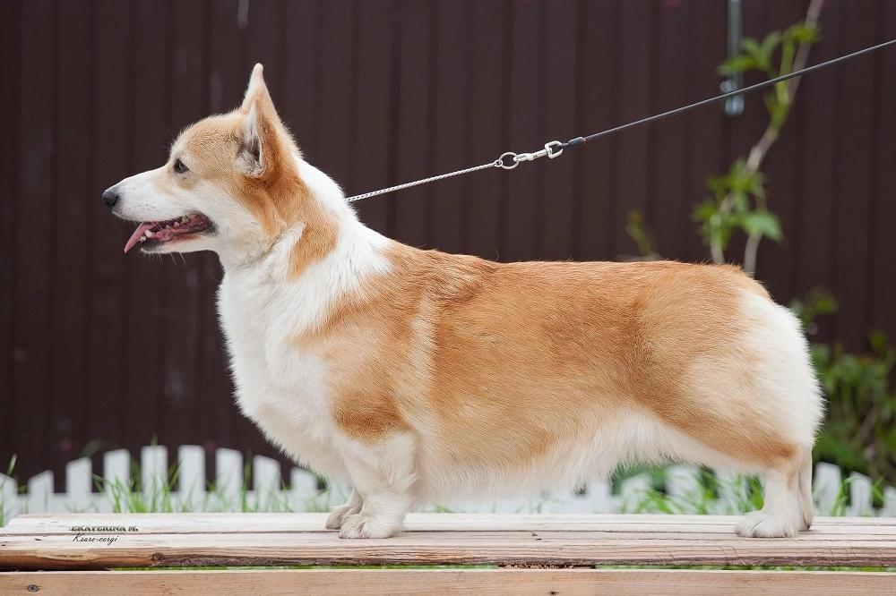 Be my lucky Nitty-Gritty | Pembroke Welsh Corgi 