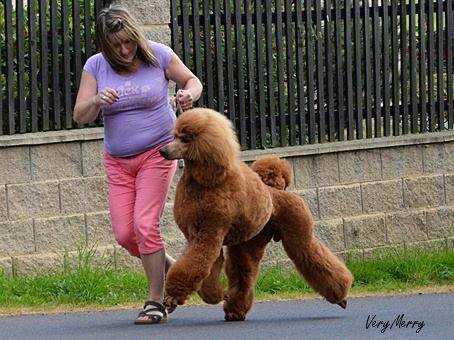 Alonso Eben Anders | Poodle 