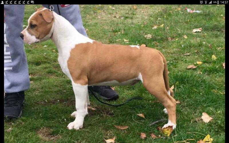 Nagy Domain Of Molly for Nimiloxus | American Staffordshire Terrier 