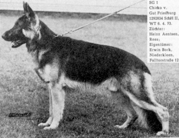 Chicko vom Gut Friedburg | German Shepherd Dog 