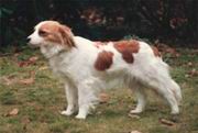 Taga's Abby of Rakker | Kooikerhondje 