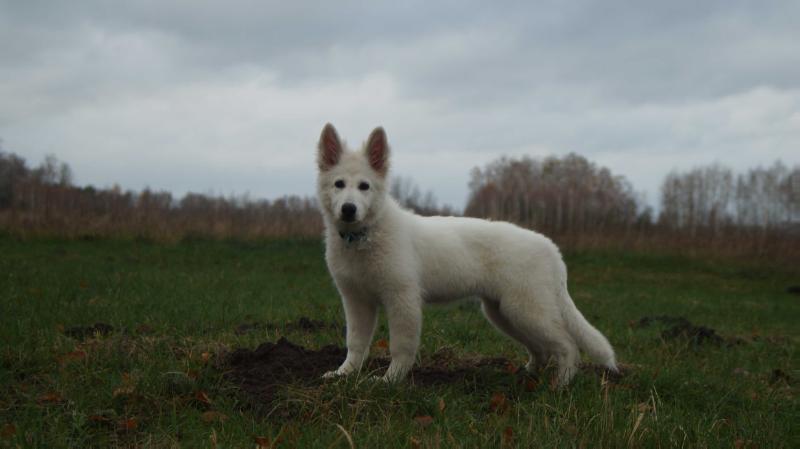 EVITA Canavar Home | White Swiss Shepherd Dog 