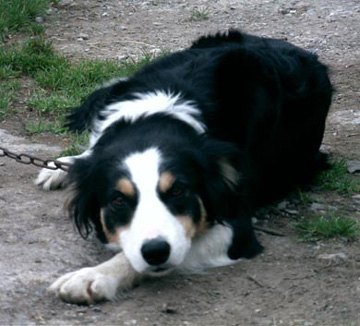 Moel Eira ISDS 238633 | Border Collie 