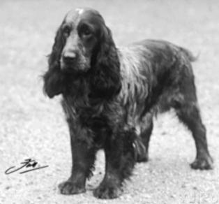 Luckystar of Ware | English Cocker Spaniel 