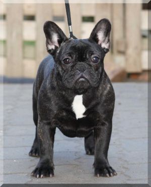 Happy Life Of Little Pearls Kyra | French Bulldog 