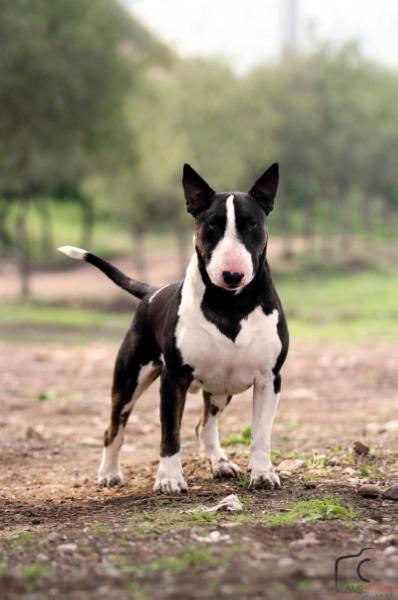Ukusa Ricochet | Bull Terrier 