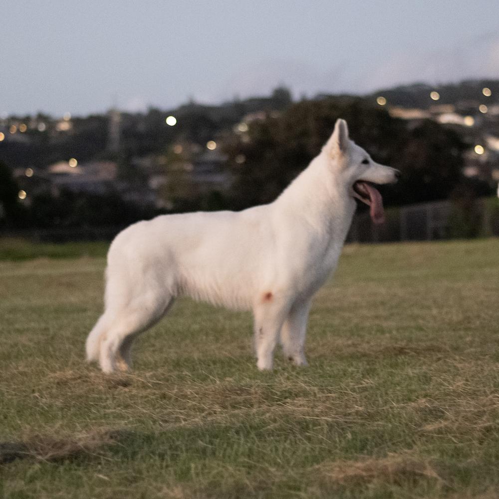 Fairytale Ice Lilien | White Swiss Shepherd Dog 