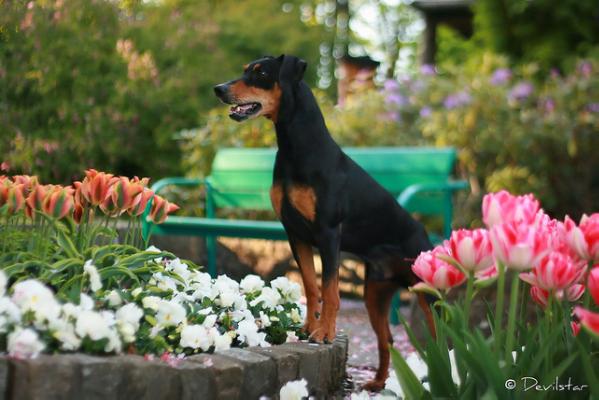 Hickson Bull`s Eye Of Taurus | German Pinscher 