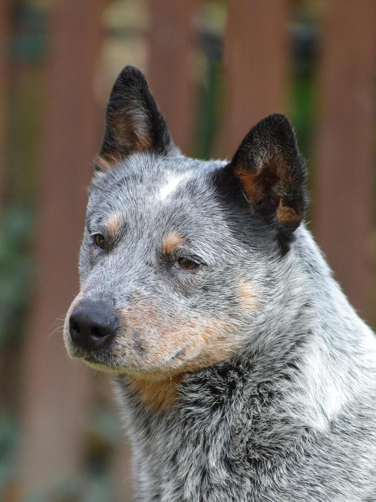 Banana Bender The Lowest Of The Low | Australian Cattle Dog 